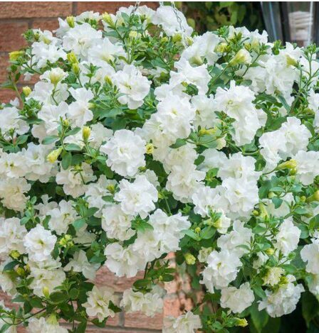 Petūnija 'Tumbelina Diana' (pieejams no jūnija)